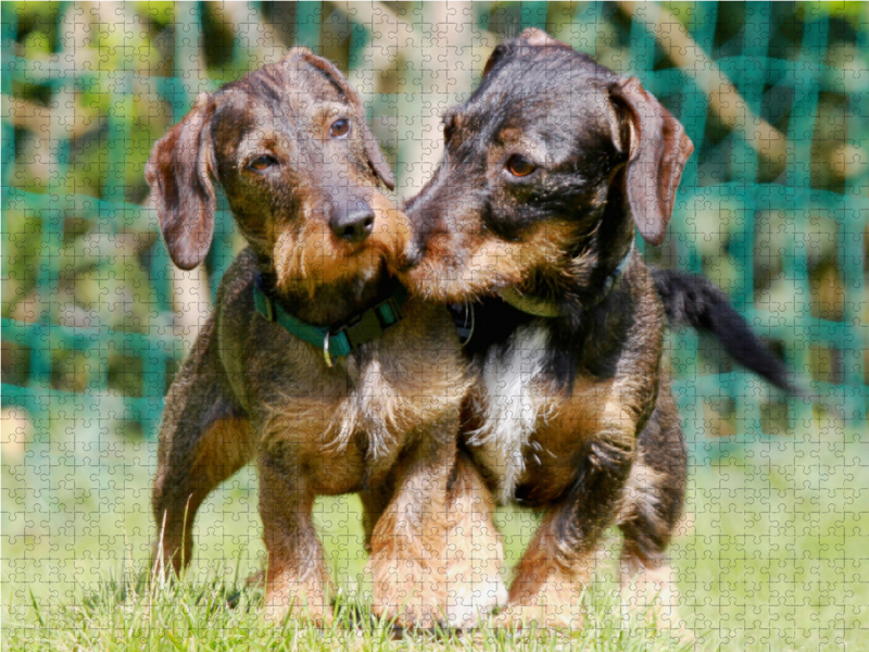 Dackelfreundschaft