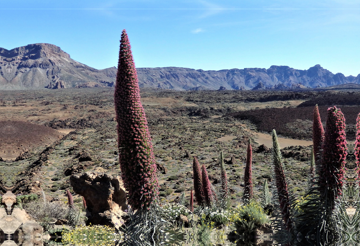 Tajinaste am Pico del Teide Teneriffa