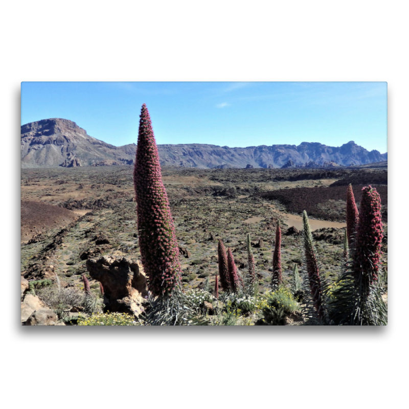 Tajinaste am Pico del Teide Teneriffa