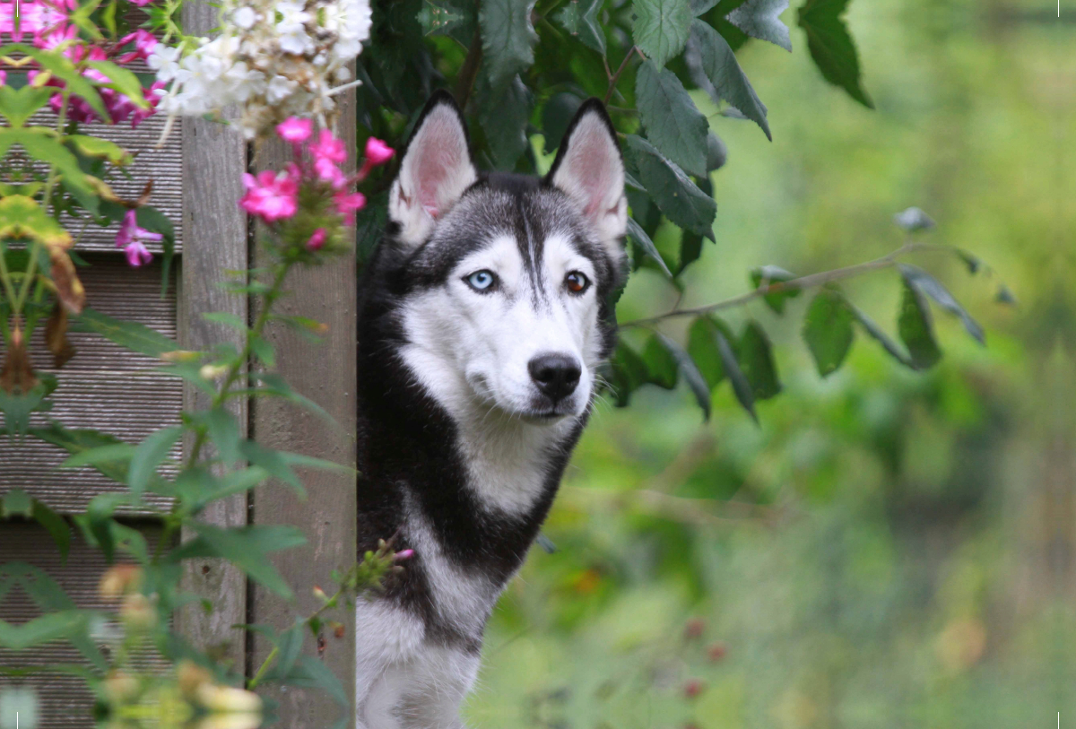 Siberian Husky