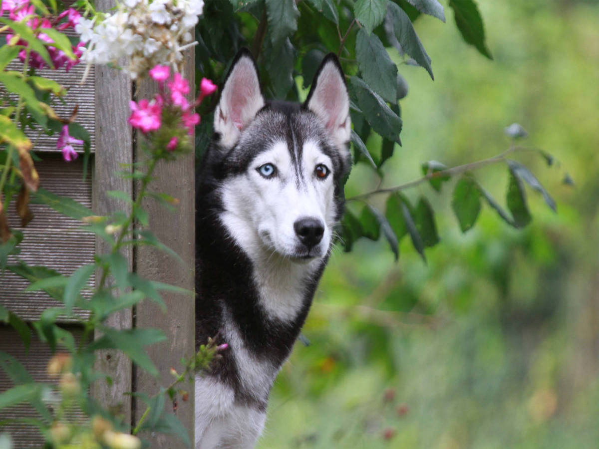 Siberian Husky