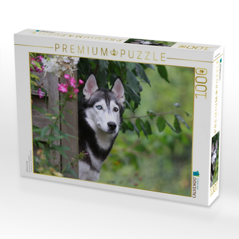 Siberian Husky