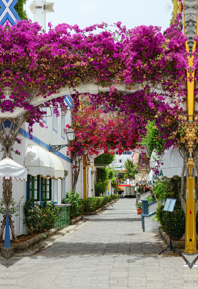 Bougainvillea in Puerto de Mogan at Gran Canaria.