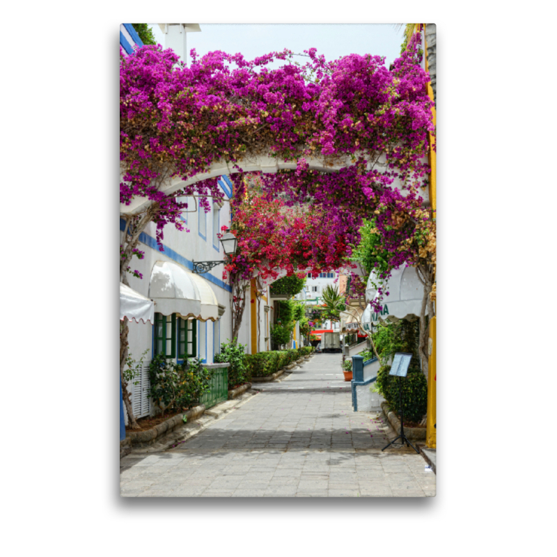 Bougainvillea in Puerto de Mogan at Gran Canaria.