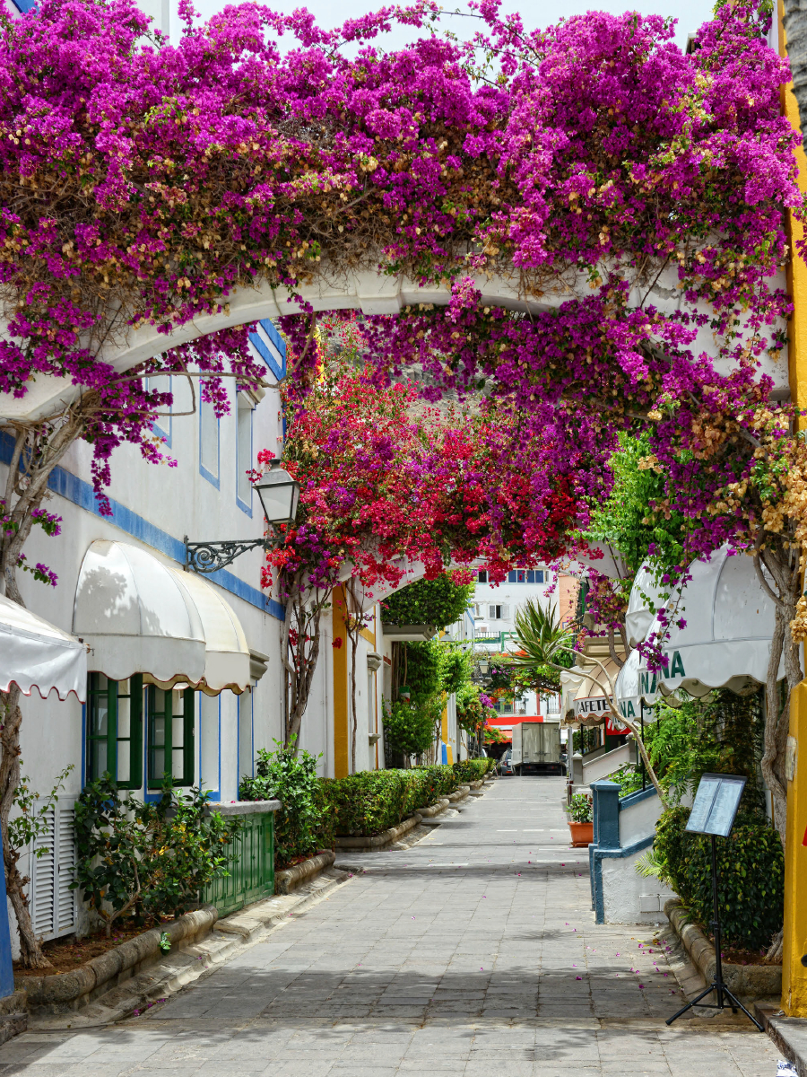 Bougainvillea in Puerto de Mogan at Gran Canaria.