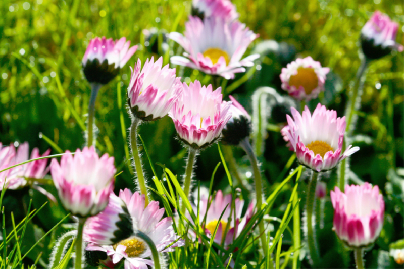 Gänseblümchen