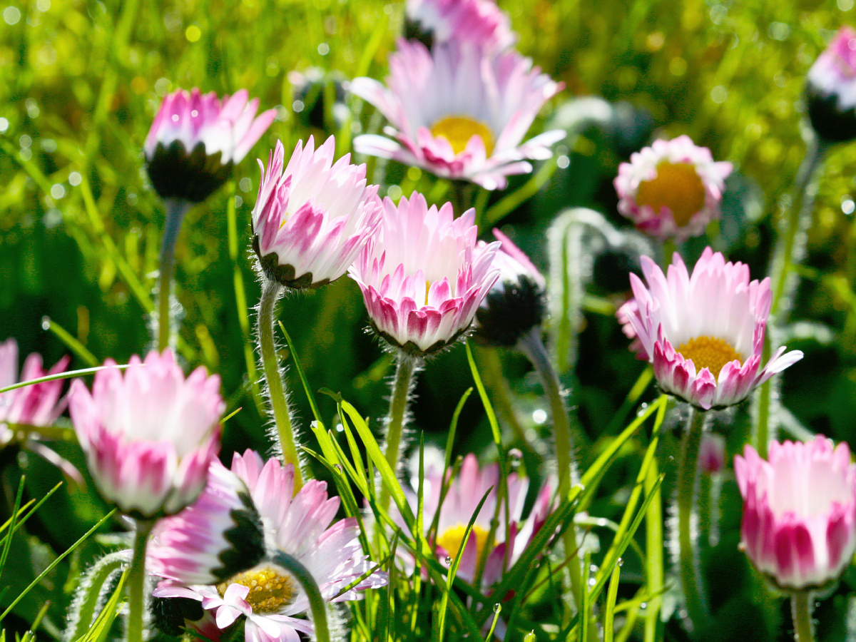 Gänseblümchen