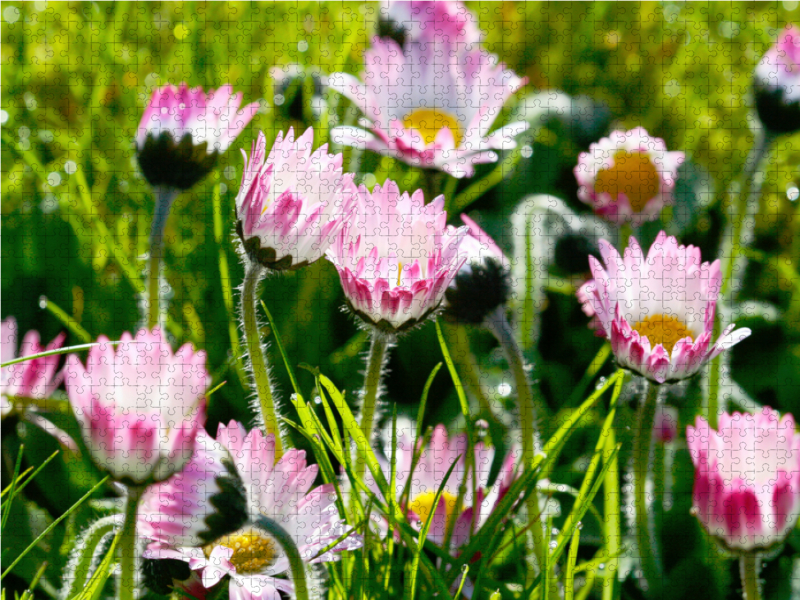 Gänseblümchen