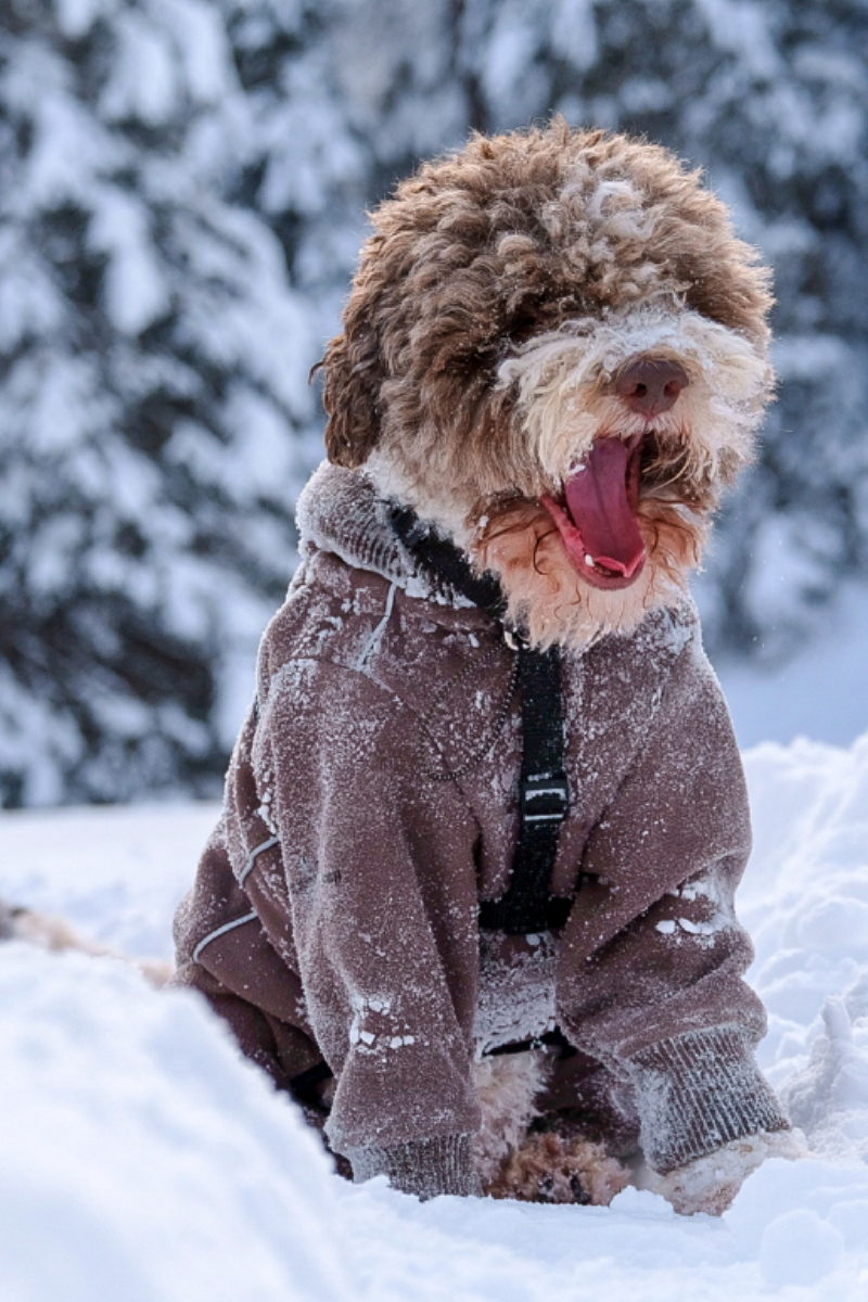 Lagotto Schneealarm