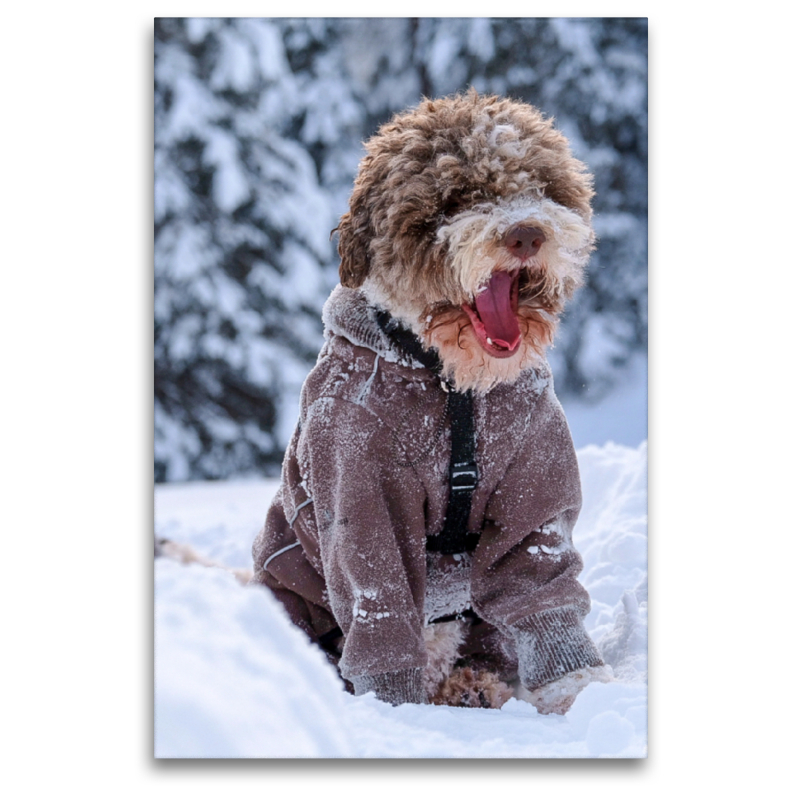 Lagotto Schneealarm