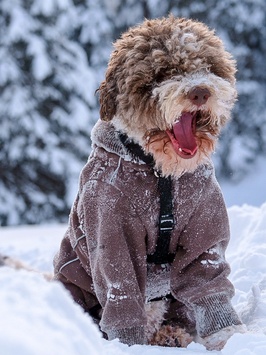 Lagotto Schneealarm