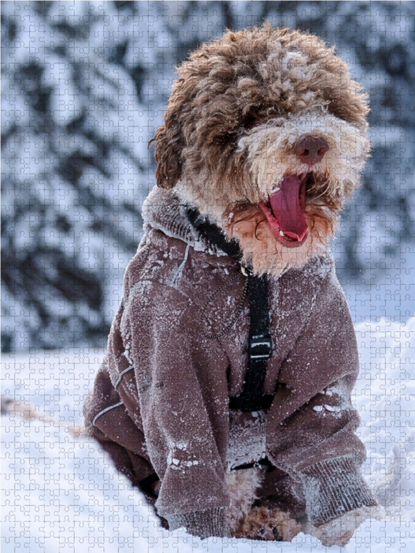 Lagotto Schneealarm