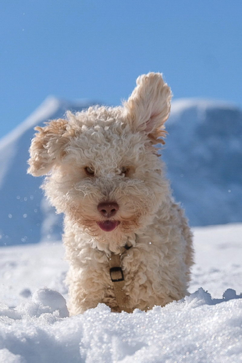 Lagotto Ohren hören alles