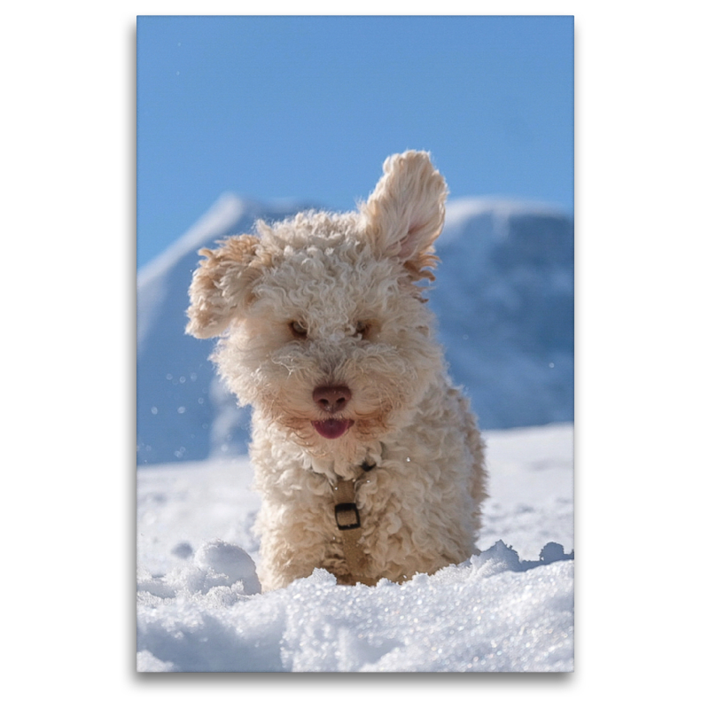 Lagotto Ohren hören alles