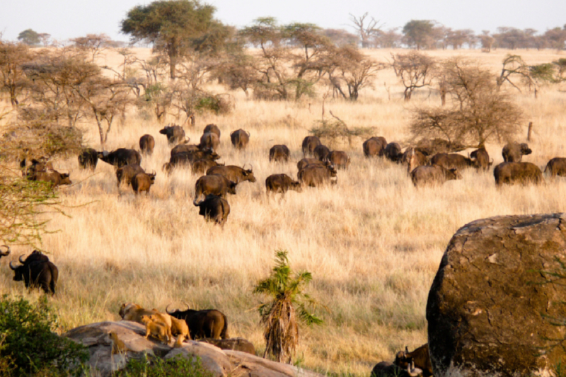 Abendstimmung am Rande der Serengeti.