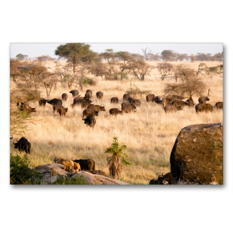 Abendstimmung am Rande der Serengeti.