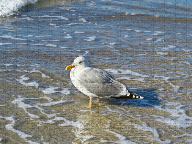 Silbermöwe am Strand