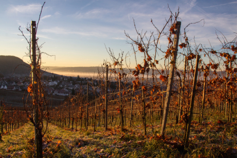 Weinberg Korber Höhe