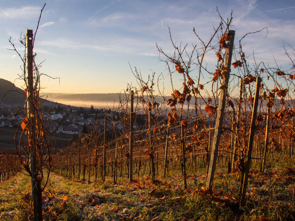 Weinberg Korber Höhe