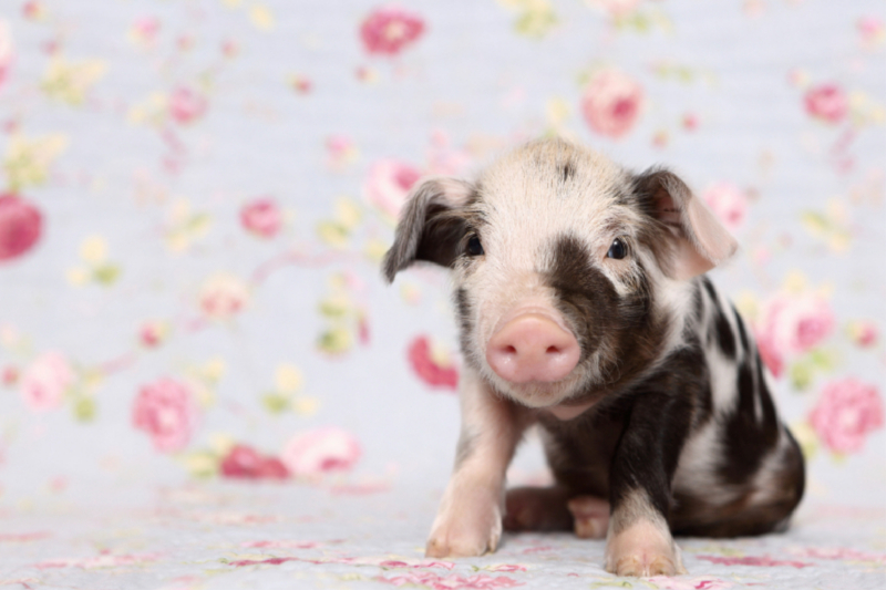 Turopolje Ferkel / Turopolje Piglet