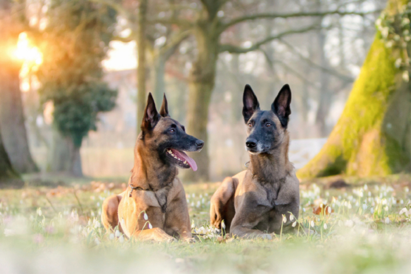 Ein Motiv aus dem Kalender Malinois - Belgische Energiebündel