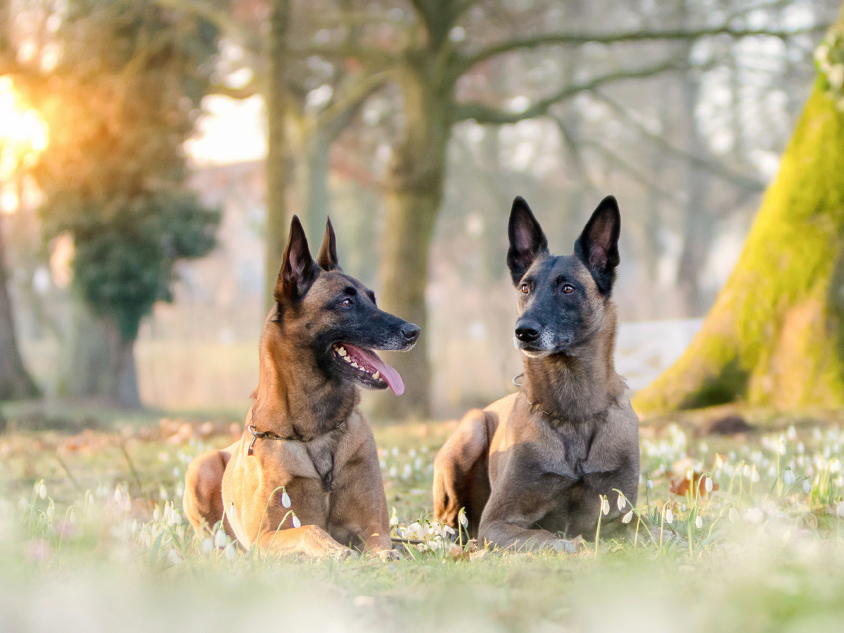 Ein Motiv aus dem Kalender Malinois - Belgische Energiebündel