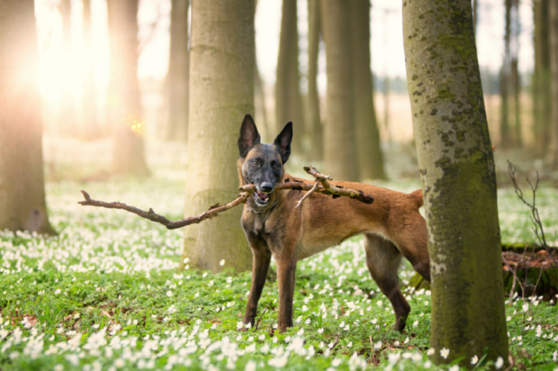 Ein Motiv aus dem Kalender Malinois - Belgische Energiebündel