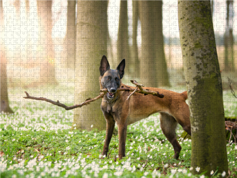 Ein Motiv aus dem Kalender Malinois - Belgische Energiebündel