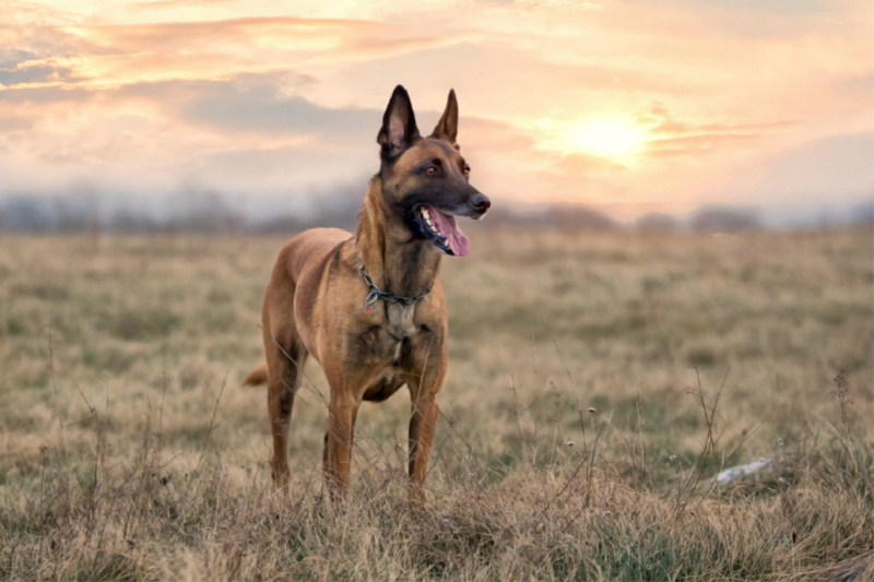 Ein Motiv aus dem Kalender Malinois - Belgische Energiebündel