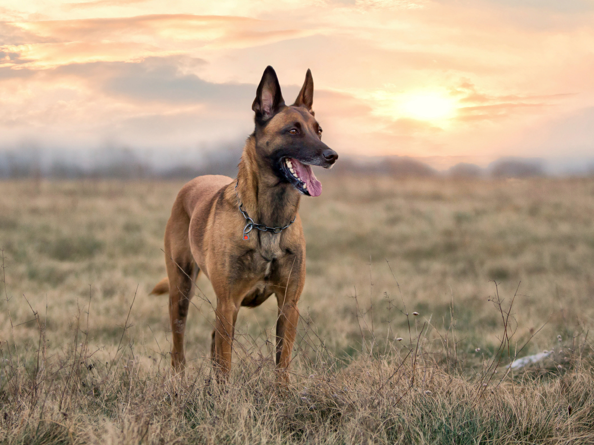 Ein Motiv aus dem Kalender Malinois - Belgische Energiebündel