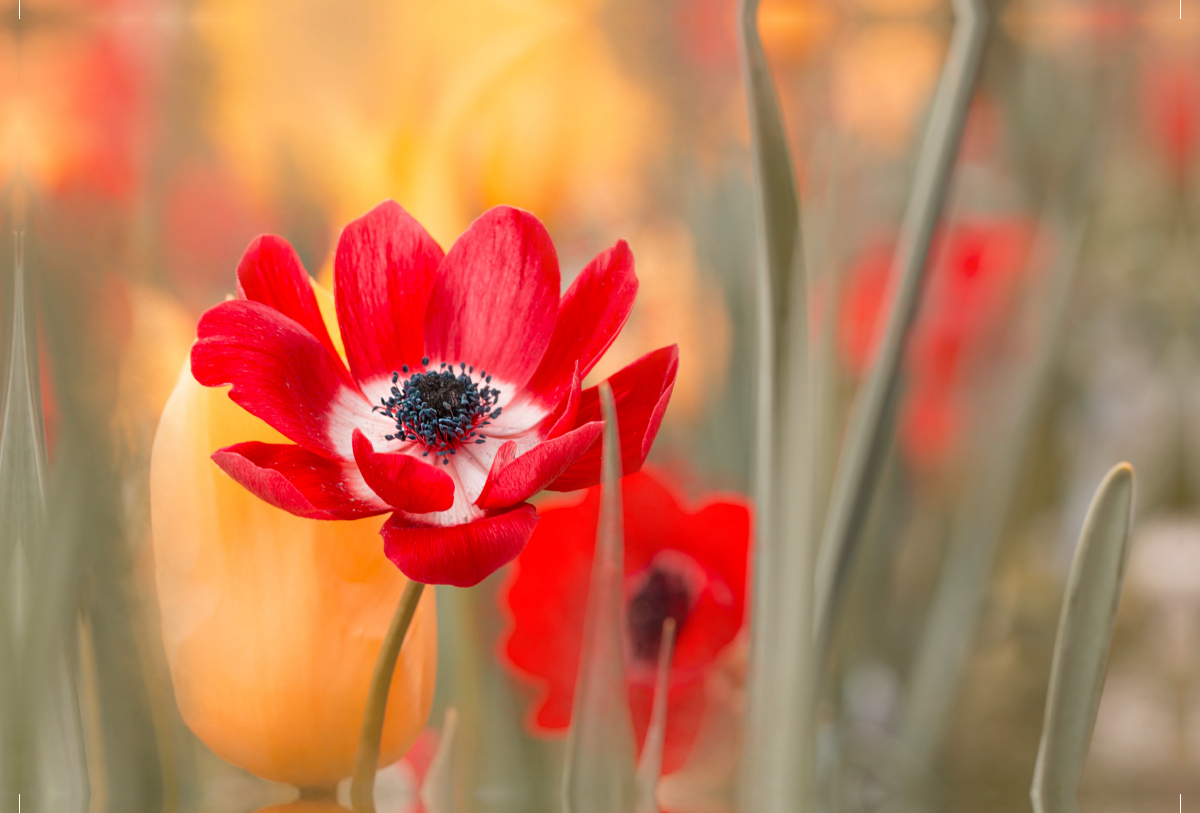 Roter Blütentraum