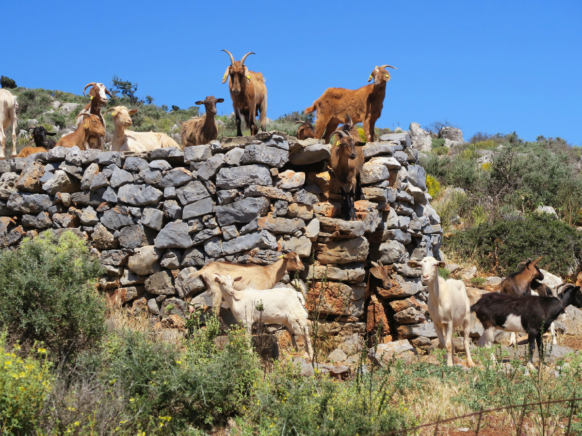 Ein Motiv aus dem Kalender Die Insel Kreta - Städte, Schluchten und Meer