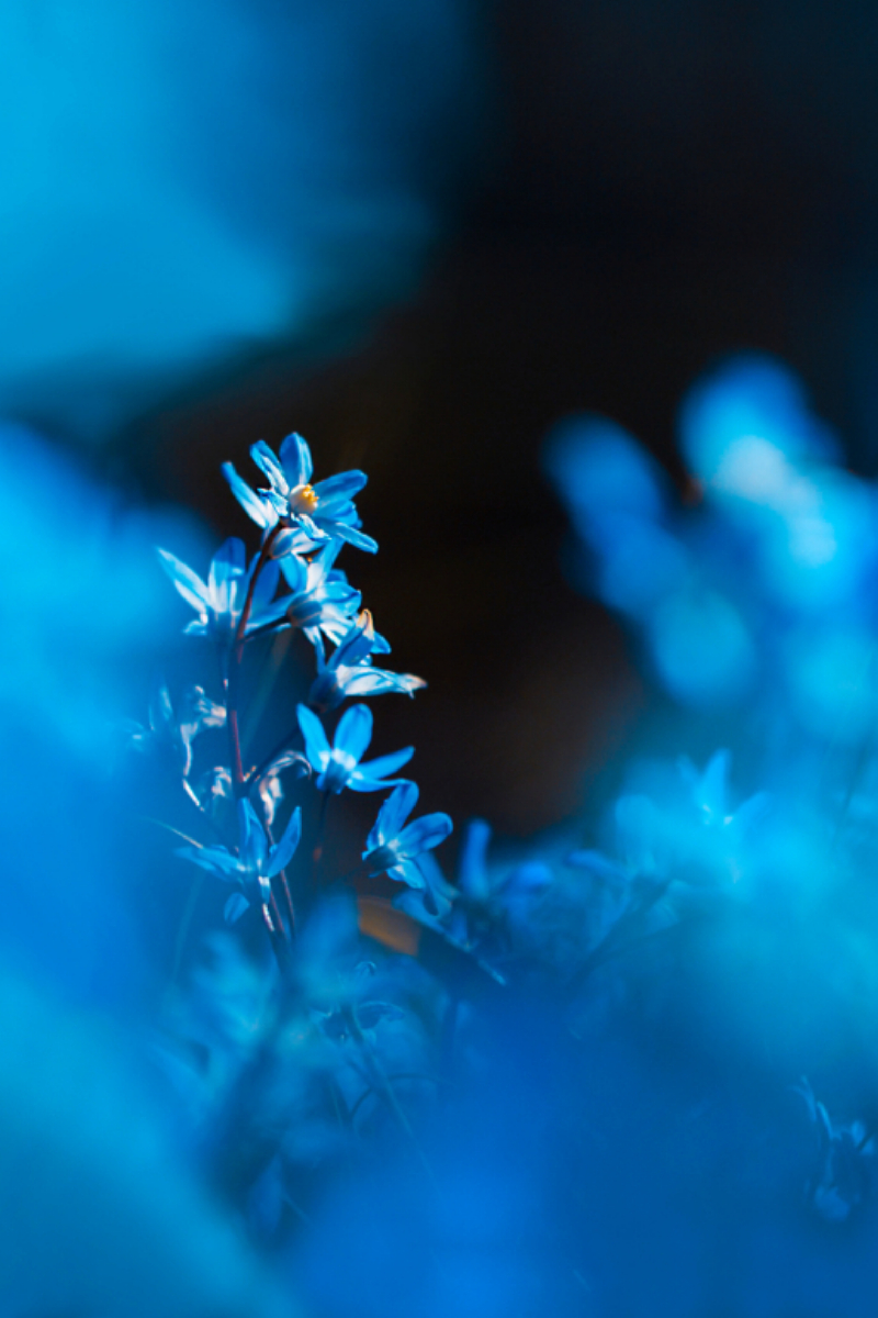 Blütenzauber in Blau