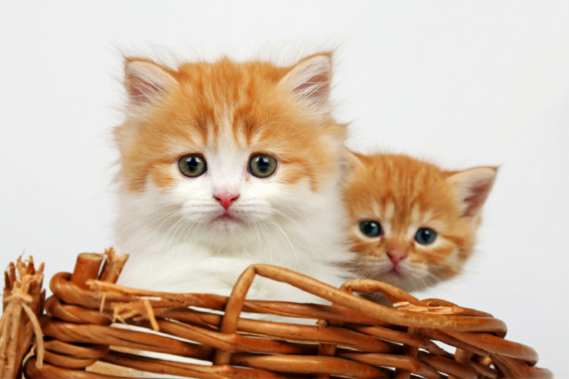 Zwei junge Katzen im Korb