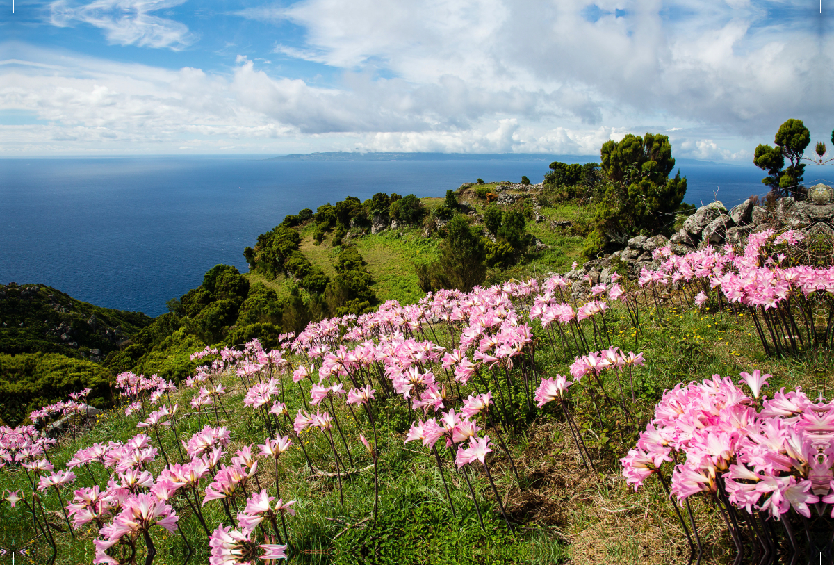 Blütenpracht auf der Azoreninsel Sao Jorge