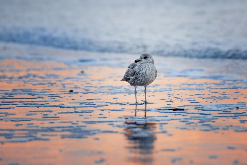 Möwe im Sonnenaufgang