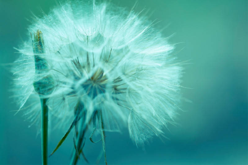 Pusteblume