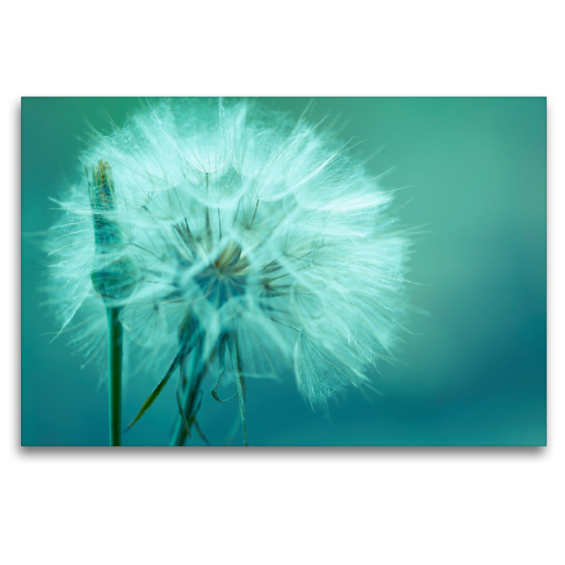 Pusteblume