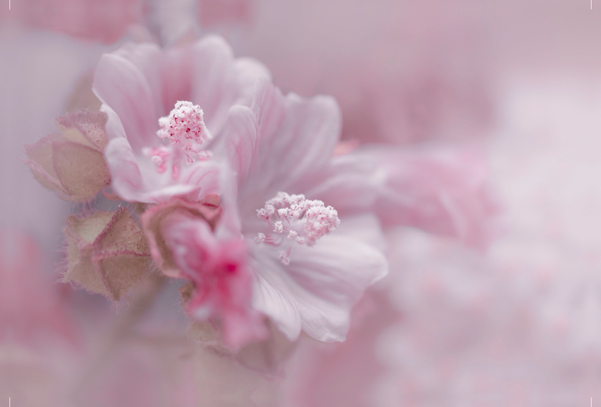 Rosa Hibiscus