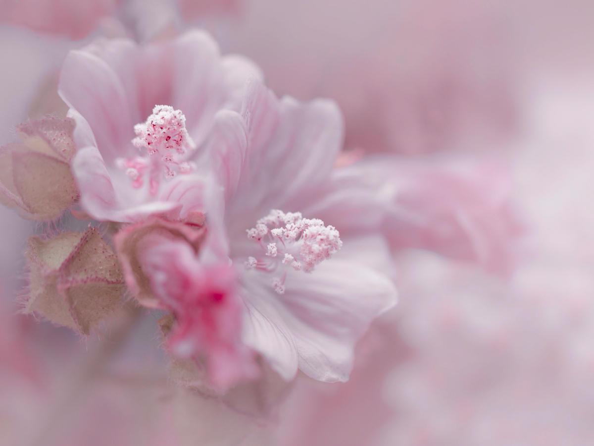 Rosa Hibiscus