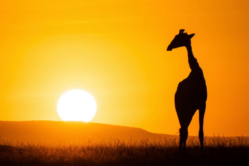 Giraffe vor aufgehender Sonne