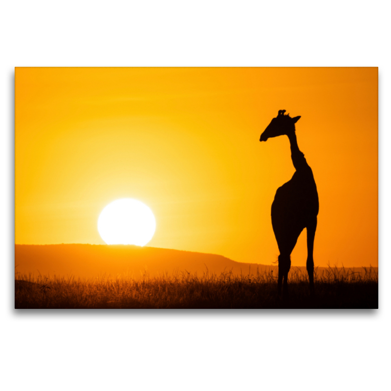 Giraffe vor aufgehender Sonne