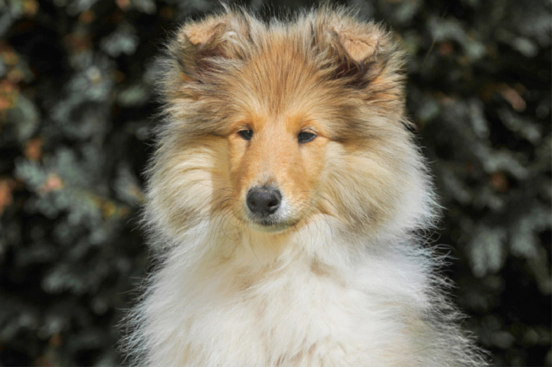 Eine kleine sable Hündin