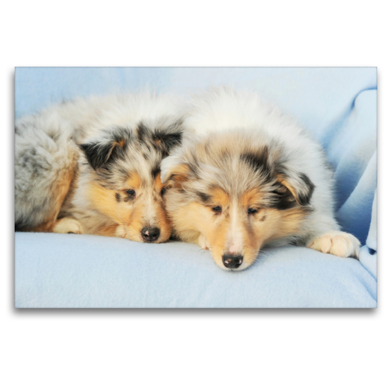 Ein Motiv aus dem Kalender Colliewelpen - kleine Collies erobern die Welt