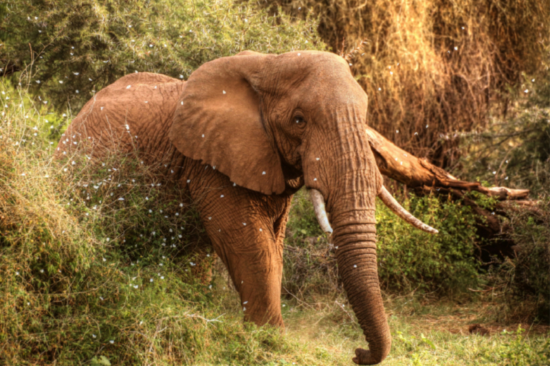 Elefant in der Zentral-Serengeti