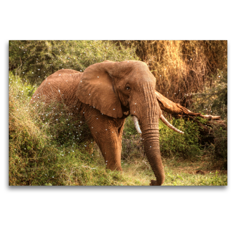 Elefant in der Zentral-Serengeti