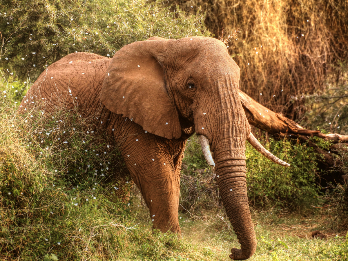 Elefant in der Zentral-Serengeti