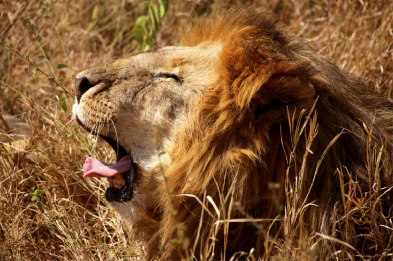 Mähnenlöwe in der Serengeti