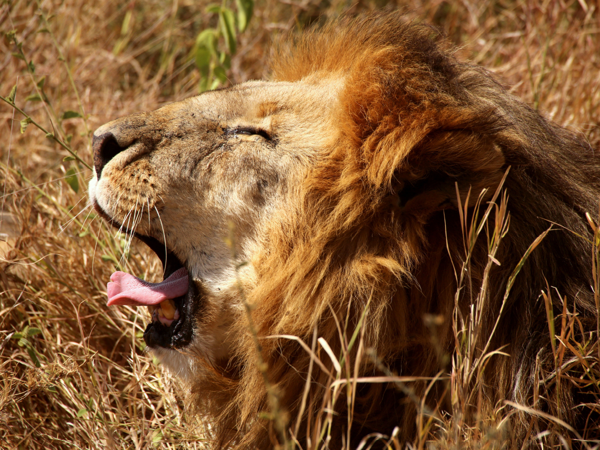 Mähnenlöwe in der Serengeti