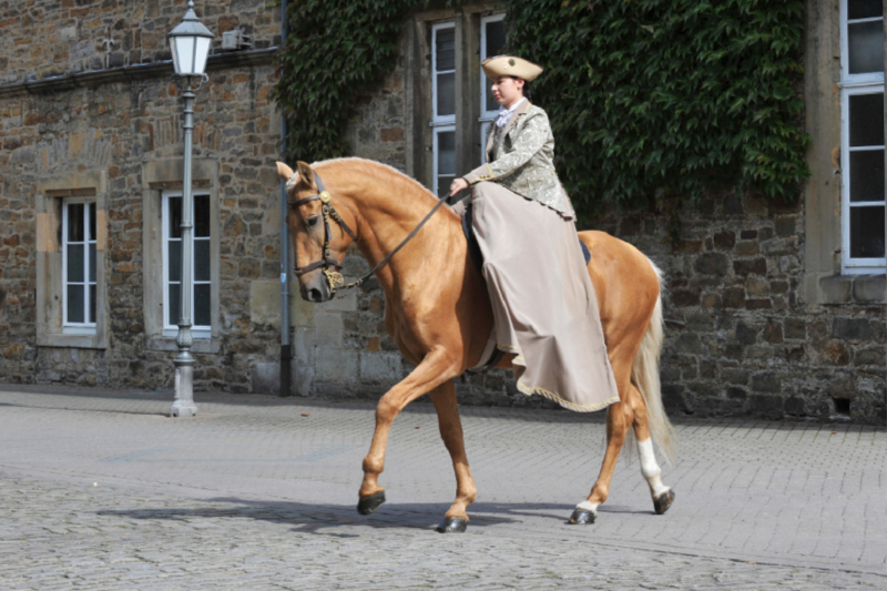 Lusitano Odeceixe - Fürstliche Hofreitschule Bückeburg